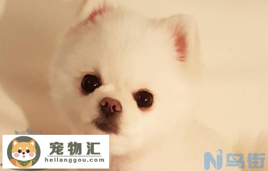 博美幼犬怎么选 这几个方面要注意