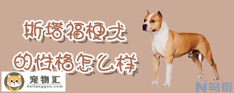 斯塔福梗犬的性格怎么样