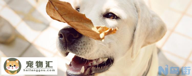 拉布拉多是大型犬吗 每个国家的区分都是不一样的