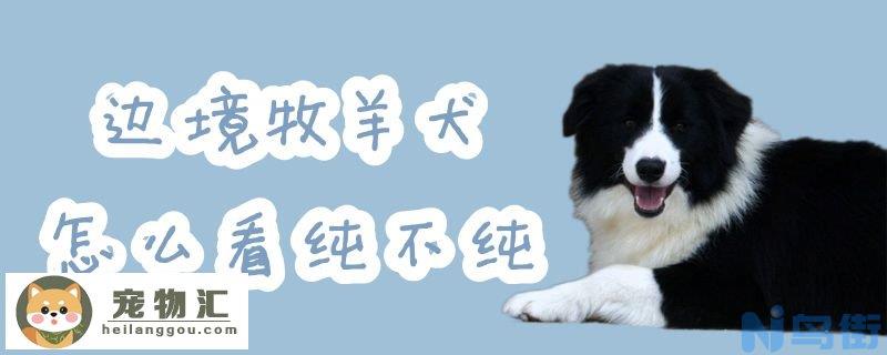 边境牧羊犬怎么看纯不纯