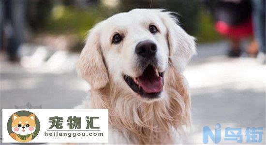 金毛犬的5大缺点 劝你最好别养