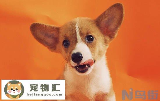 蝴蝶犬串串是土狗吗