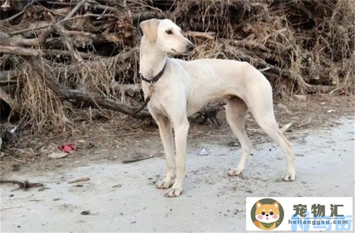 河北细犬6000元贵吗