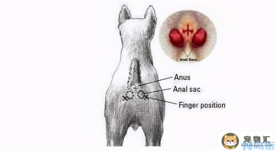 狗肛门腺怎么挤 如何给拉布拉多挤肛腺？