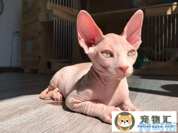 纯种斯芬克斯猫图片(纯种怎么分辨斯芬克斯猫)