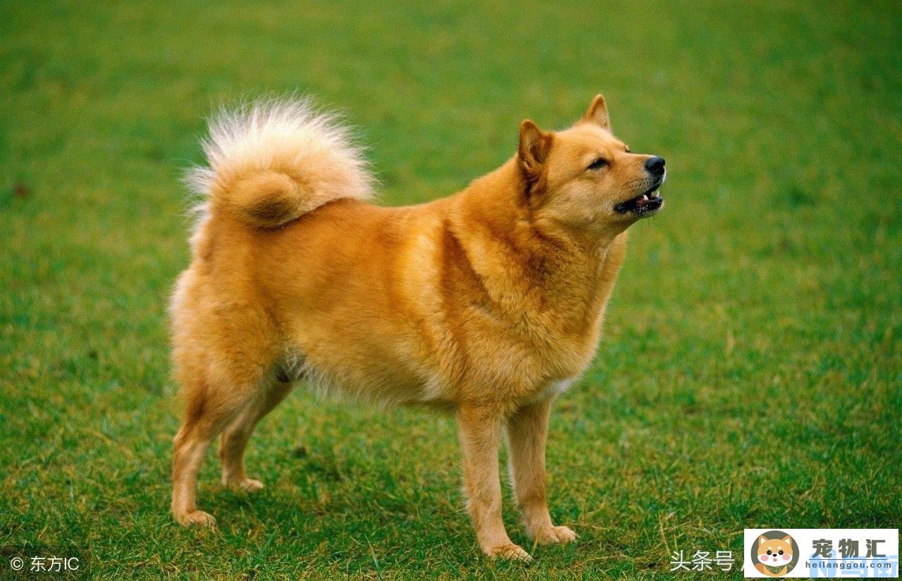 接种狂犬后注意事项有哪些 打狂犬期间的饮食禁忌？