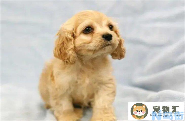 一岁的可卡犬适合新手养吗 多少钱一只