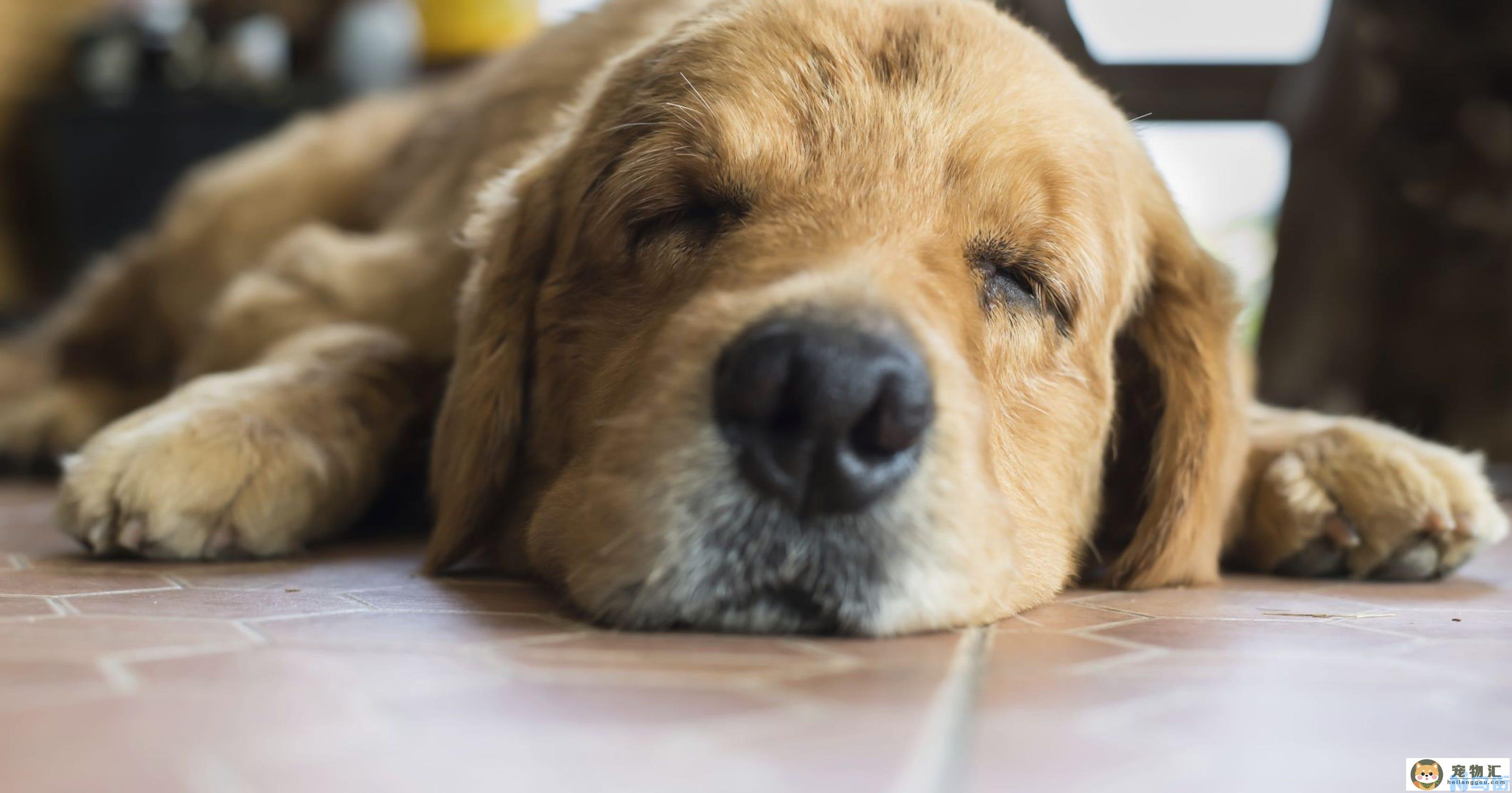 金毛幼犬干呕吐白沫 三个月的金毛咳嗽干呕怎么办？