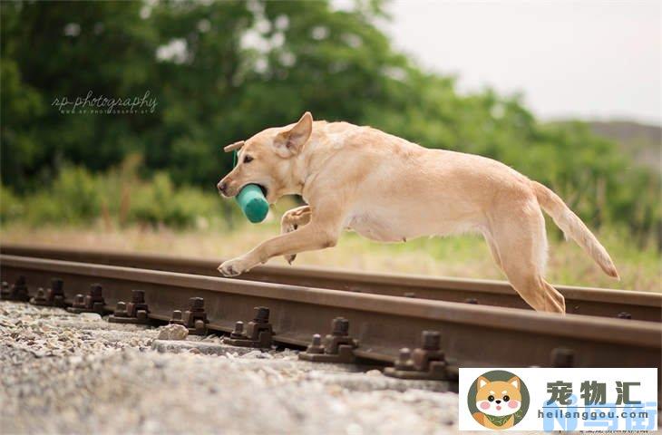 新手养中华田园犬幼犬的注意事项 在哪里买