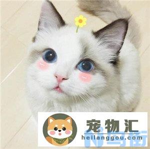 布偶猫适合吃什么牌子猫粮(布偶猫适合吃什么牌子猫粮呢)