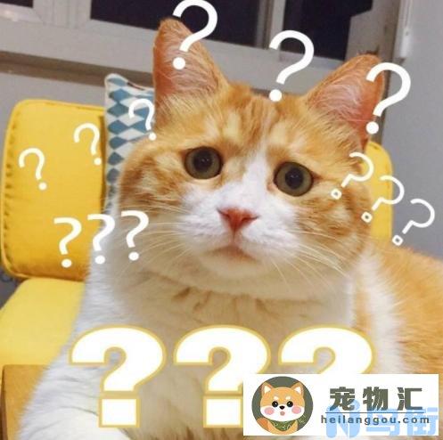 猫咪起个名字好听(猫咪起名字好听奶萌可爱)