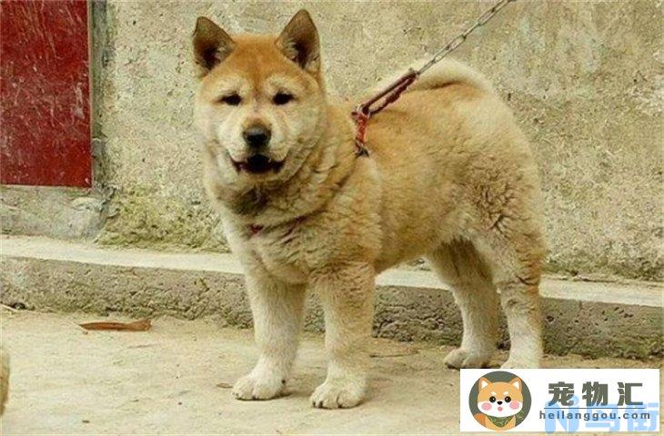 中华田园犬700元贵吗