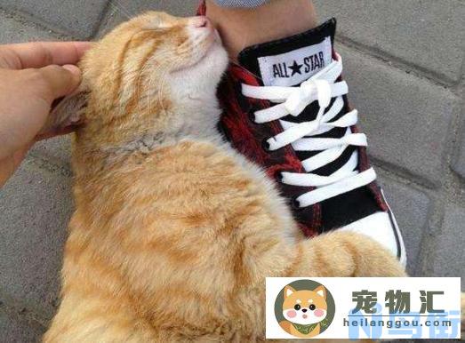 猫咪一直蹭来蹭去,这是什么回事(猫咪总爱蹭来蹭去)