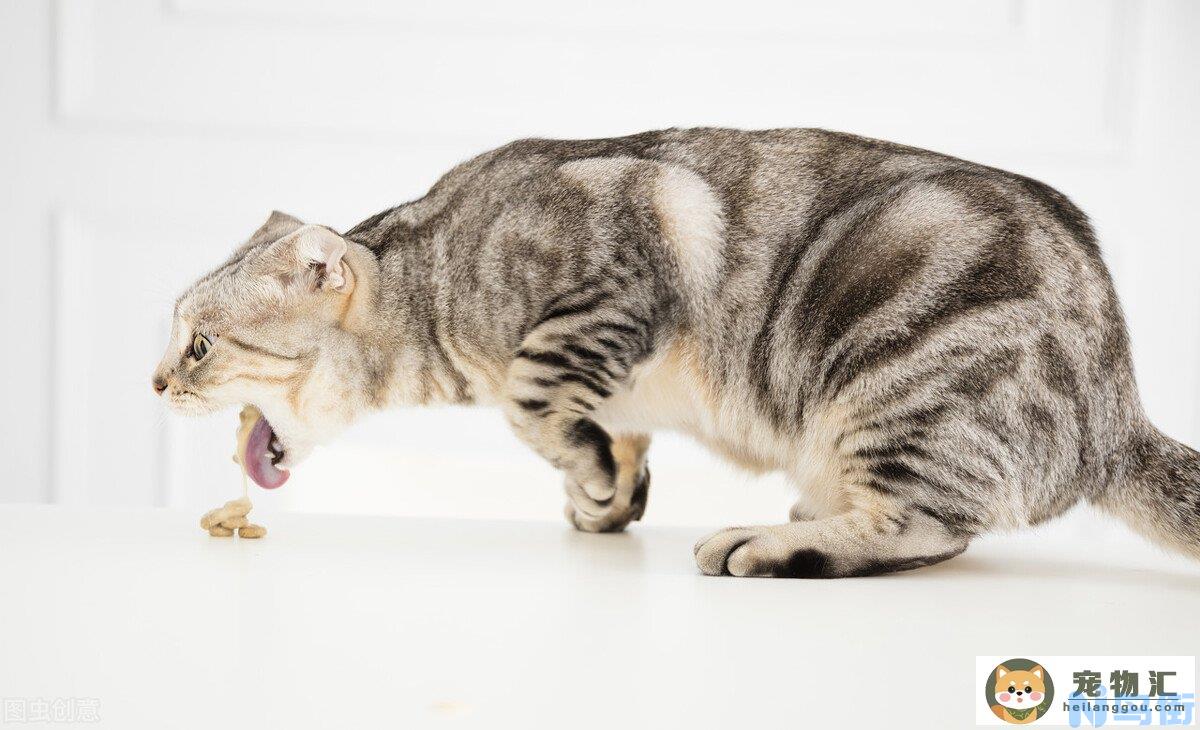 猫咪不吃东西怎么办,精神也不好还吐(猫咪吐了不吃东西但是精神很好)