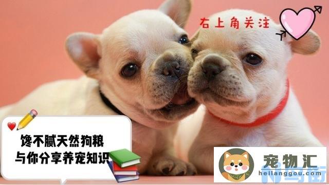 如何训练一只聪明的金毛犬(教你如何养好一只金毛犬)