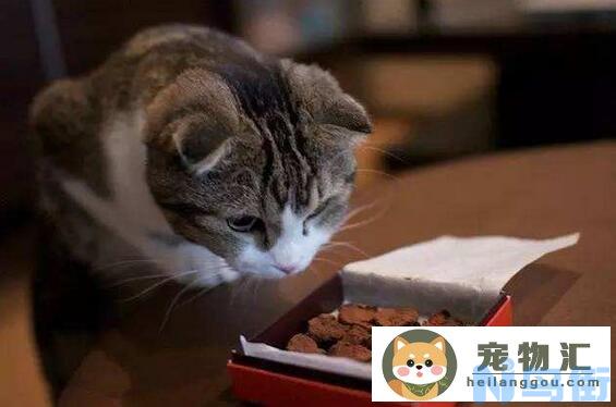 小猫可以火腿肠吗(小猫可以吃火腿肠会怎么样)