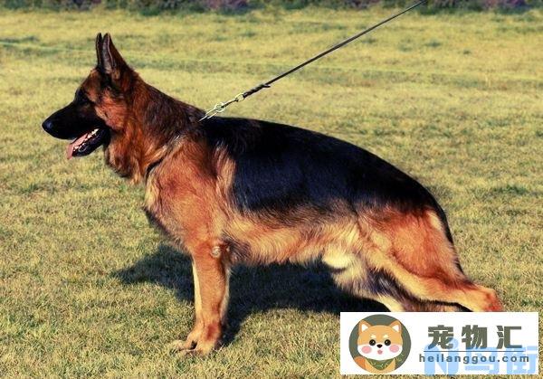 德国牧羊犬怎样分辨是不是纯种(怎么鉴定德国牧羊犬是纯种的)