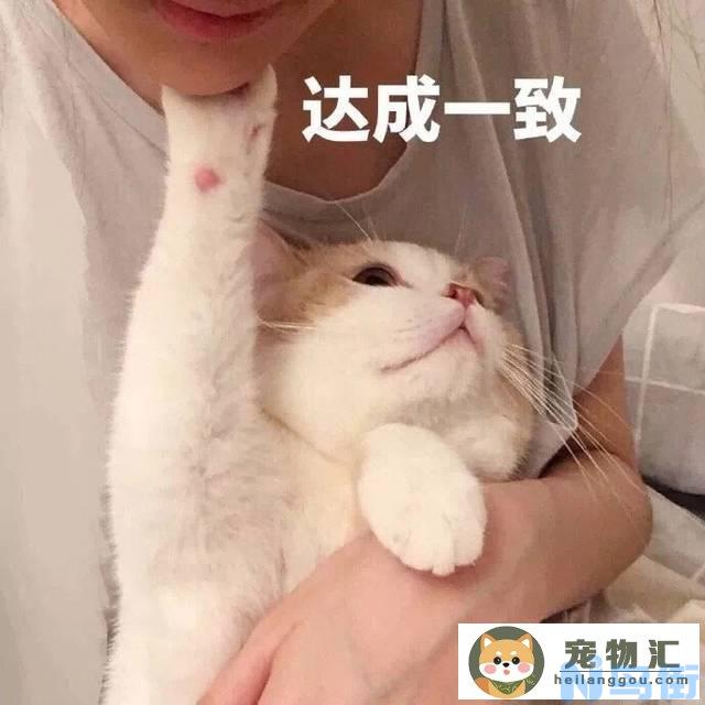 最好养的十大猫咪排行(家里适合养的猫咪排行榜)