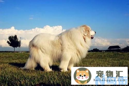 大白熊犬为什么禁养 为什么很少人养大白熊及缺点？