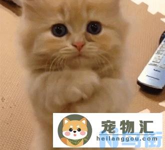 怎么做才能让猫咪知道自己犯错了(如何教训猫咪让他知道犯错)