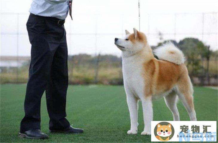 秋田犬4000元贵吗