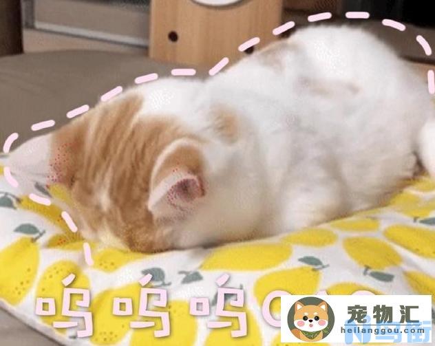 猫咪低声呜(猫咪低声呜咽什么意思)