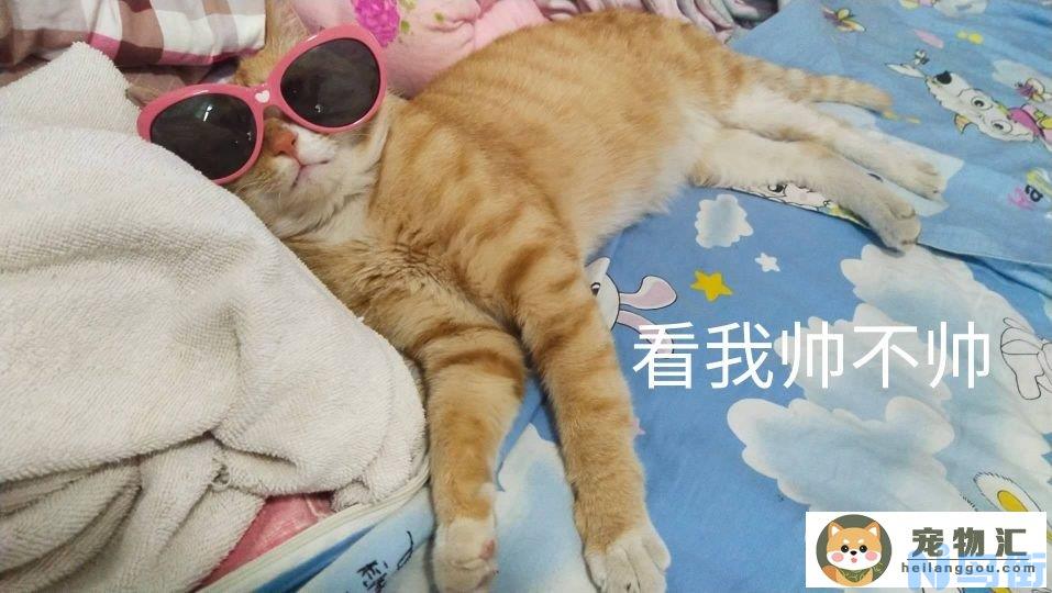 猫咪正常的体温是多少度(猫咪正常的体温是多少度左右)