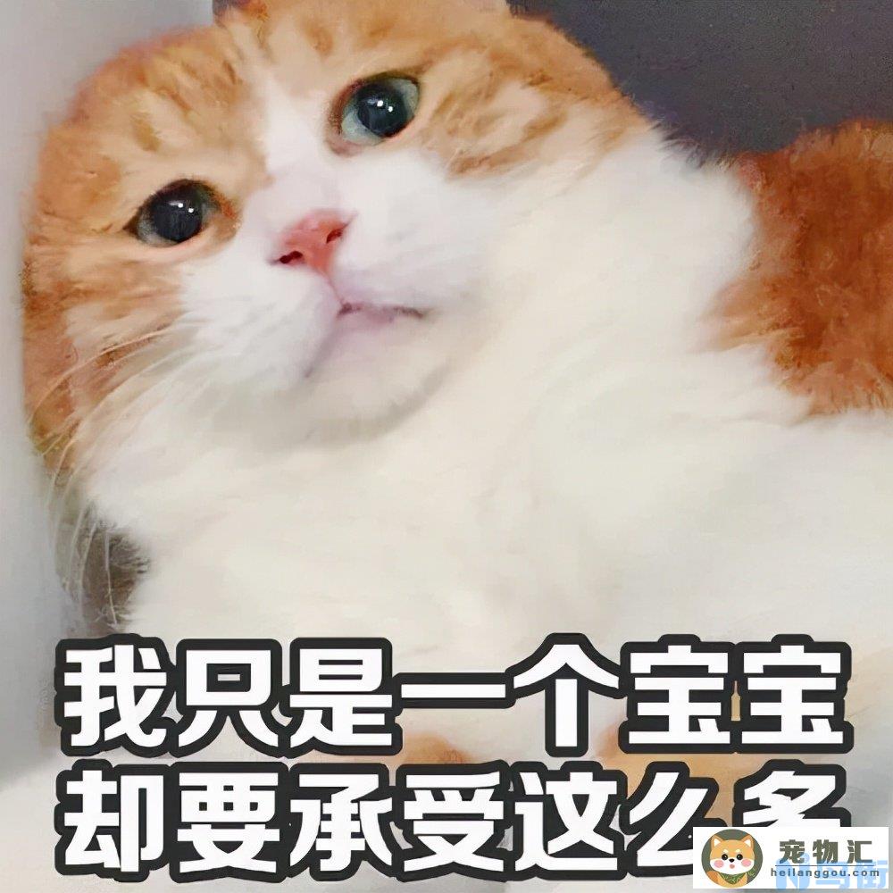 猫咪被打了会不会记仇(猫咪打了他会记仇吗)