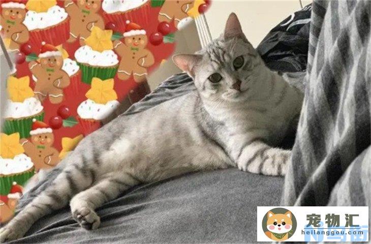 银渐层和奶牛猫哪个好养