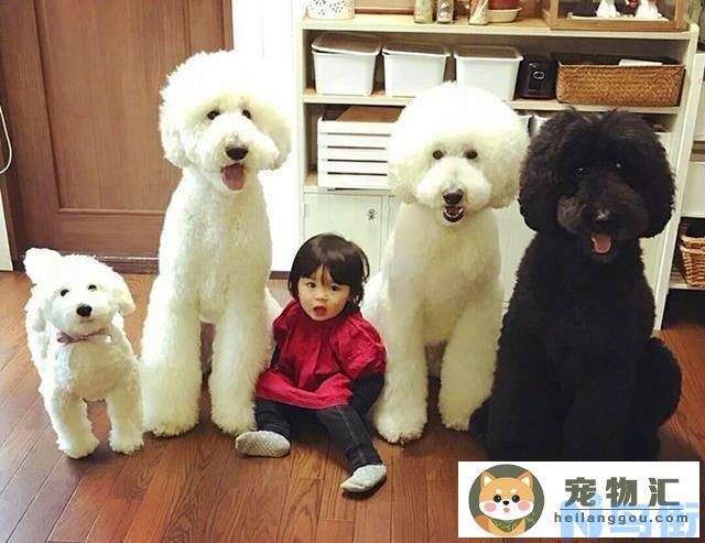 巨型贵宾犬为什么不建议养(巨型贵宾犬适合什么人养)