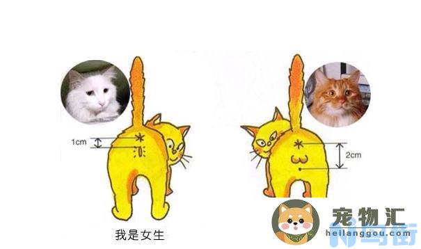 新手养猫公猫好还是母猫好(家猫养公猫好还是母猫好)