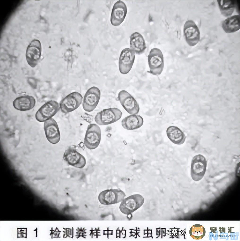 小狗球虫病怎么治疗 球虫病的危害以及防治办法？