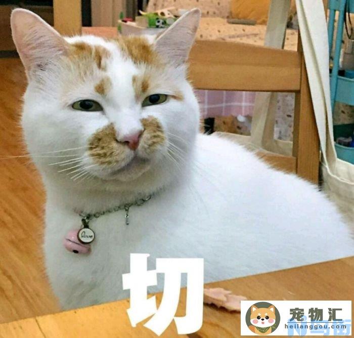 猫咪绝育什么时候合适(猫咪绝育什么时候合适洗澡)