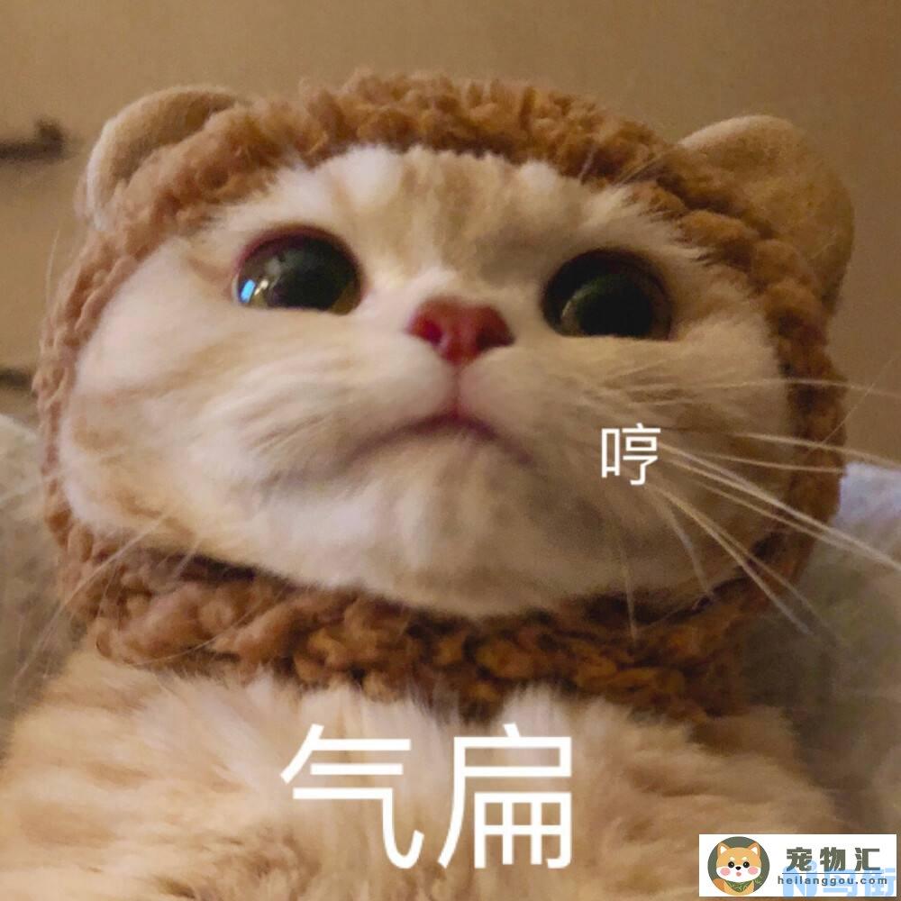 猫咪生气咬主人(猫咪生气会咬主人吗)