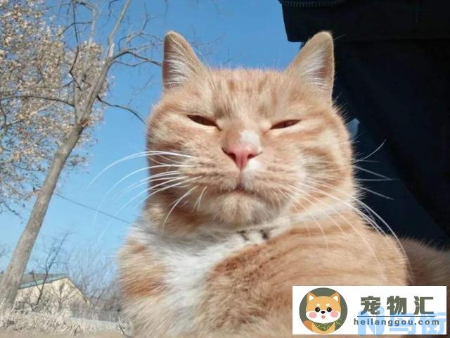 流浪猫怎么养注意事项(新手流浪猫怎么养)