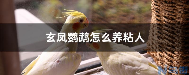 玄凤鹦鹉怎么养粘人？