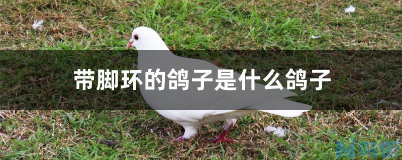 带脚环的鸽子是什么鸽子？