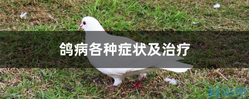 鸽病各种症状及治疗？