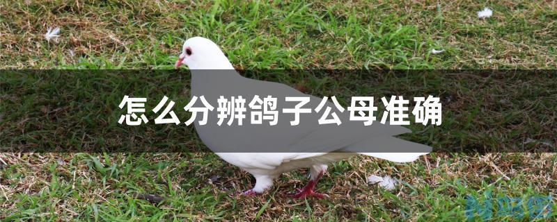 怎么分辨鸽子公母准确？