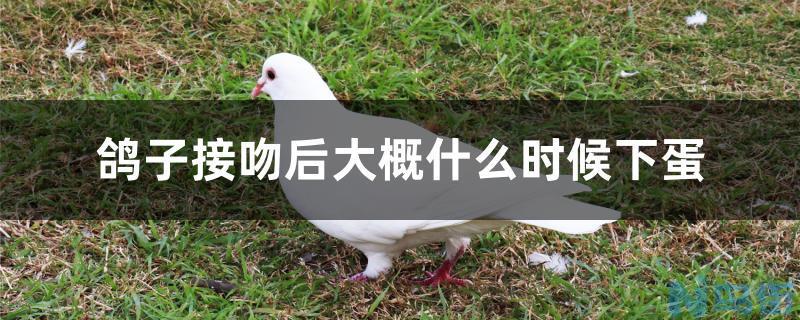 鸽子接吻后大概什么时候下蛋？