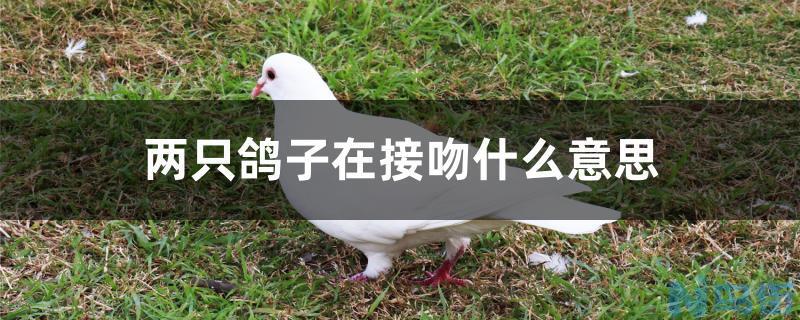 两只鸽子在接吻什么意思？