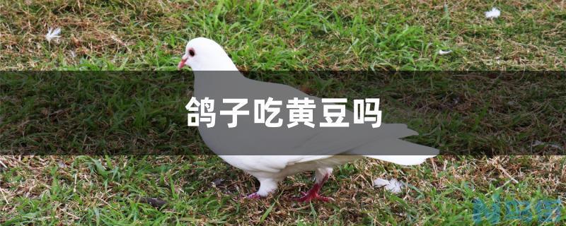 鸽子吃黄豆吗？