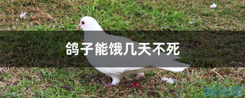 鸽子能饿几天不死？