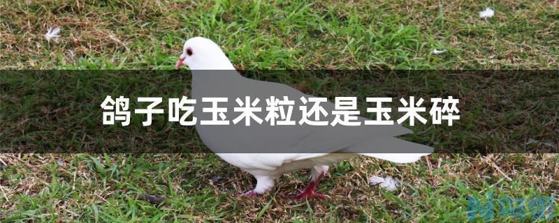 鸽子吃玉米粒还是玉米碎？