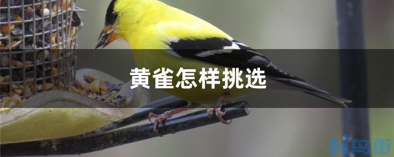 黄雀怎样挑选？