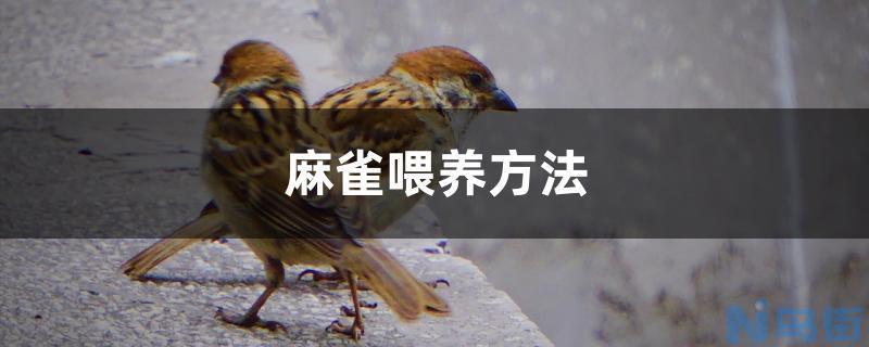 麻雀喂养方法？