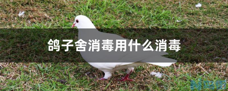 鸽子舍消毒用什么消毒？