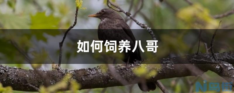 如何饲养八哥？