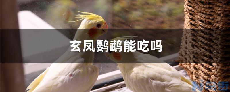 玄凤鹦鹉能吃吗？