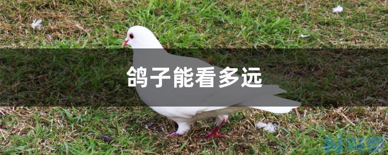 鸽子能看多远？